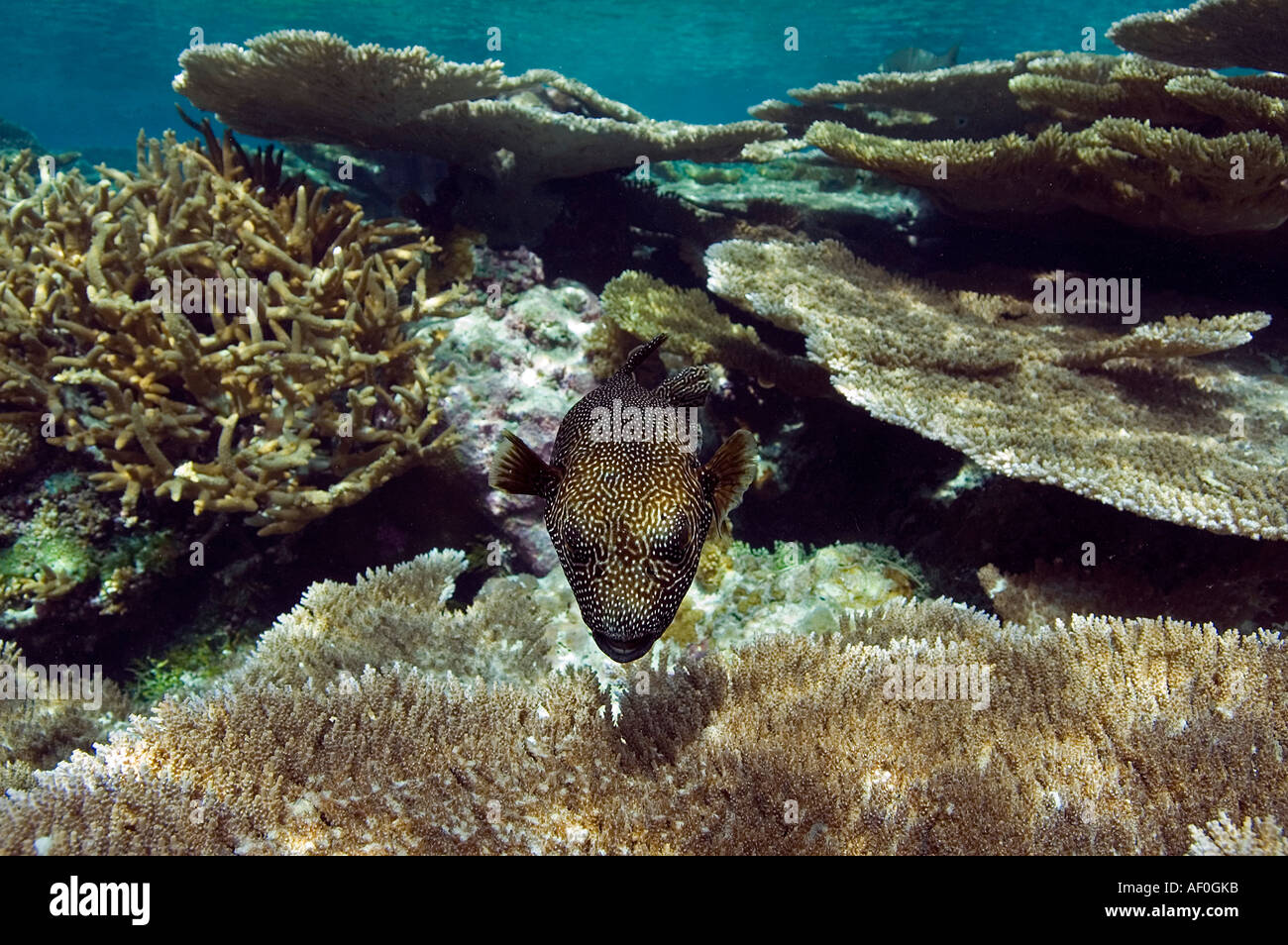 Acropora coralli nella laguna di Palmyra Foto Stock