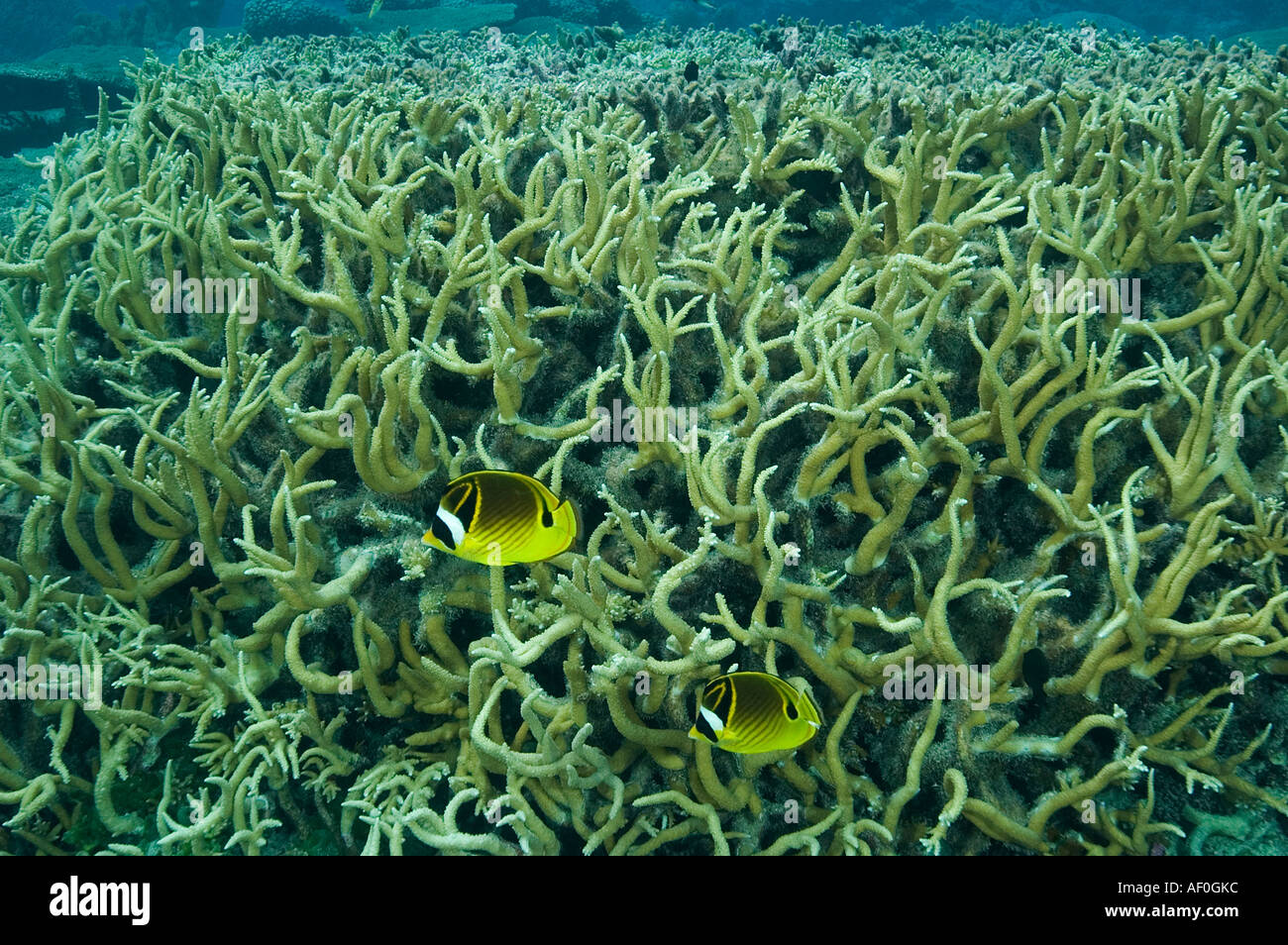 Acropora coralli nella laguna di Palmyra Foto Stock