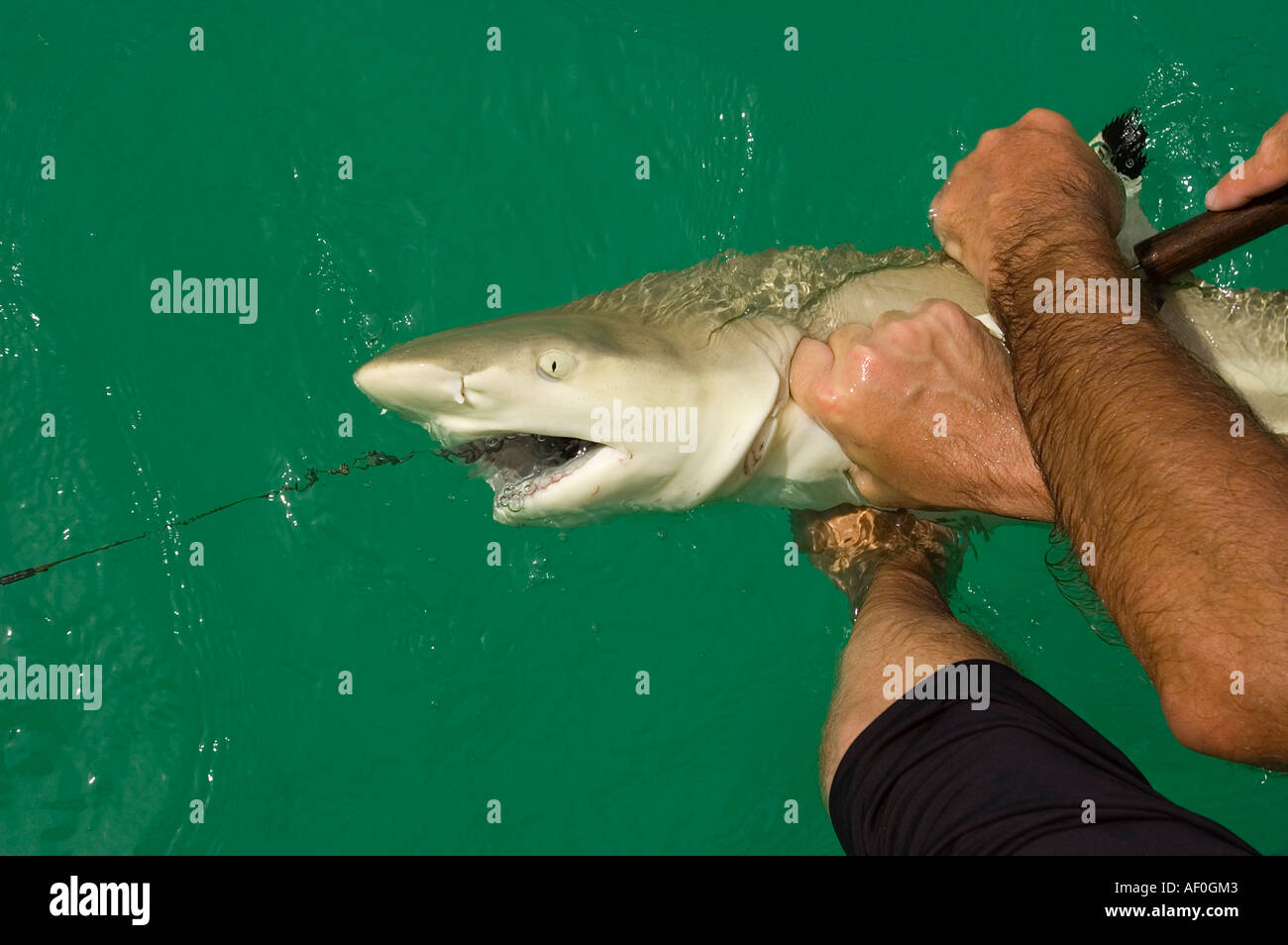 Alan Friedlander e il suo team tagging squali in Palmyra laguna per a lungo termine uno studio di popolazione di squali Foto Stock