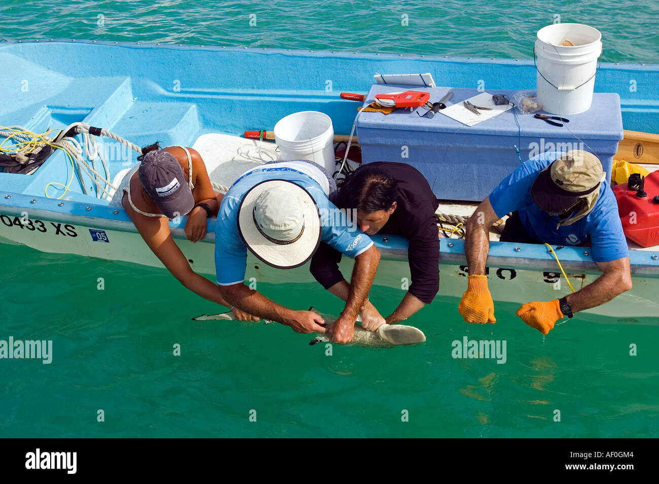 Alan Friedlander e il suo team tagging squali in Palmyra laguna per a lungo termine uno studio di popolazione di squali Foto Stock