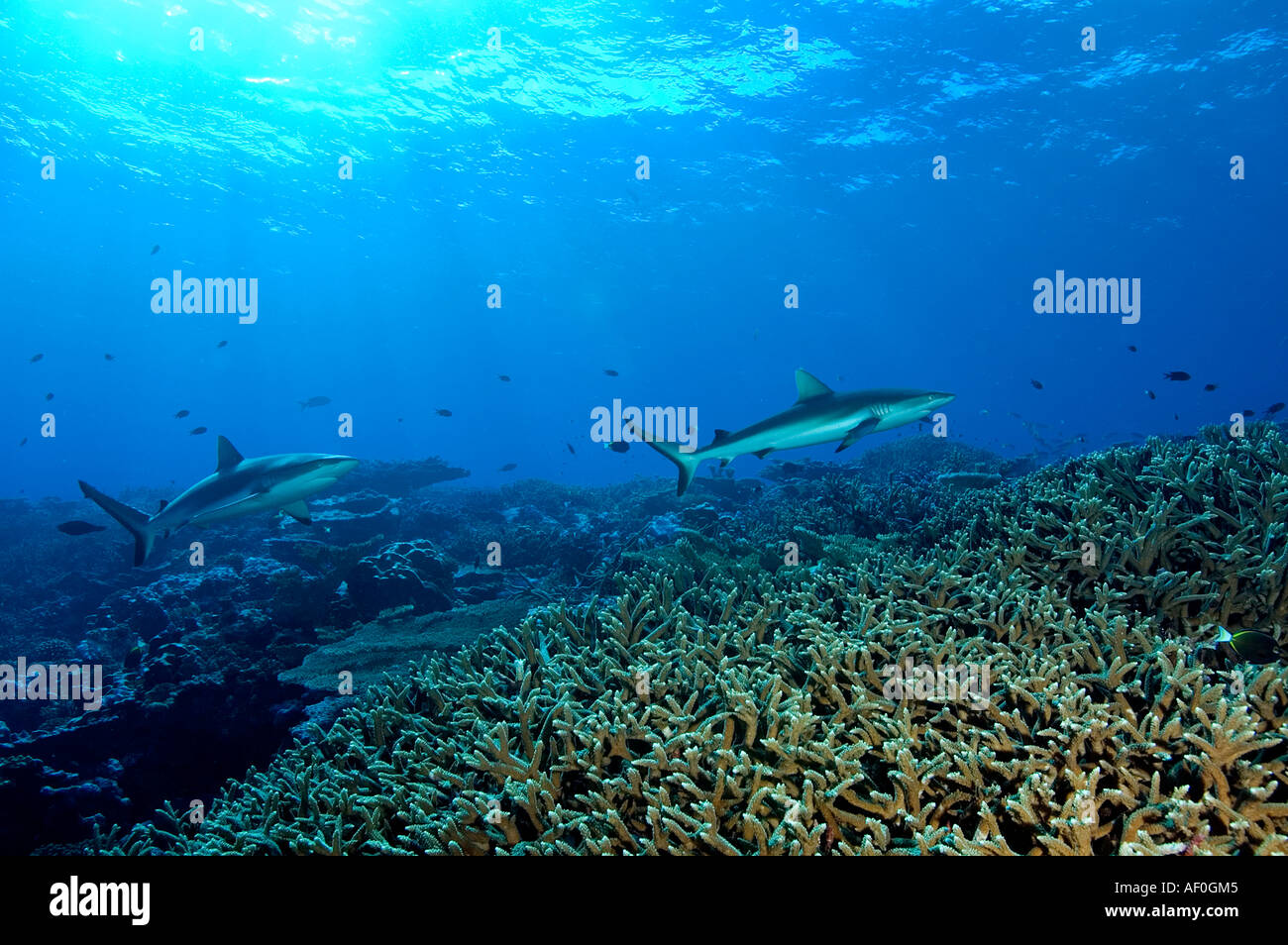 Lo squalo grigio di barriera Carcharhinus amblyrhynhos in Kingman Reef Foto Stock