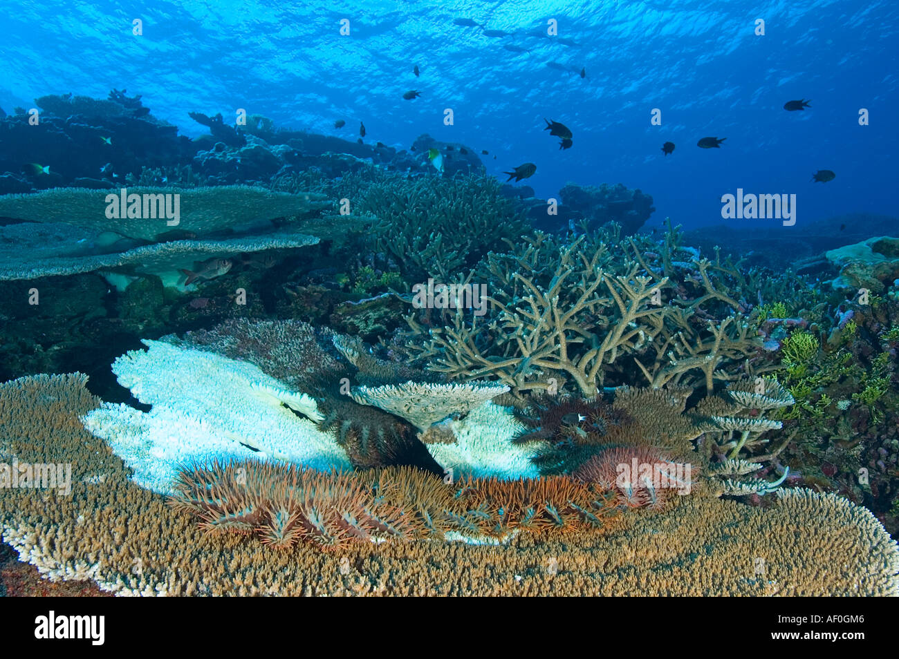 La corona di spine di mangiare una tabella il corallo in Kingman Reef Foto Stock