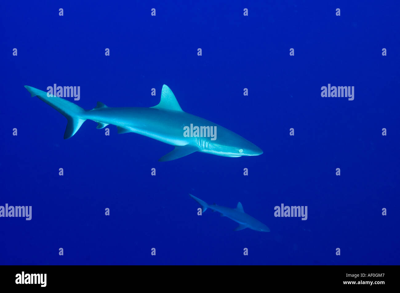 Lo squalo grigio di barriera Carcharhinus amblyrhynhos in Kingman Reef Foto Stock