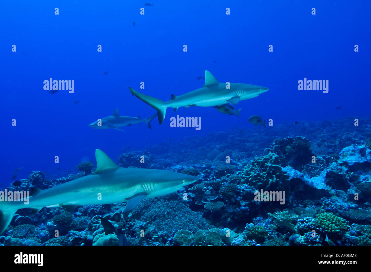 Lo squalo grigio di barriera Carcharhinus amblyrhynhos in Kingman Reef Foto Stock