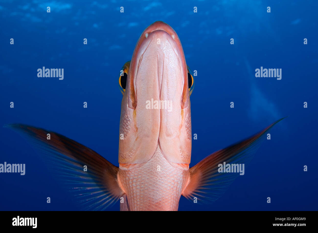 Red snapper, Lutjanus bohar, South Pacific. Foto Stock