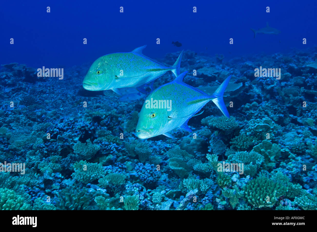Il tonno rosso trevallies Caranx melampygus Kingman Reef Foto Stock