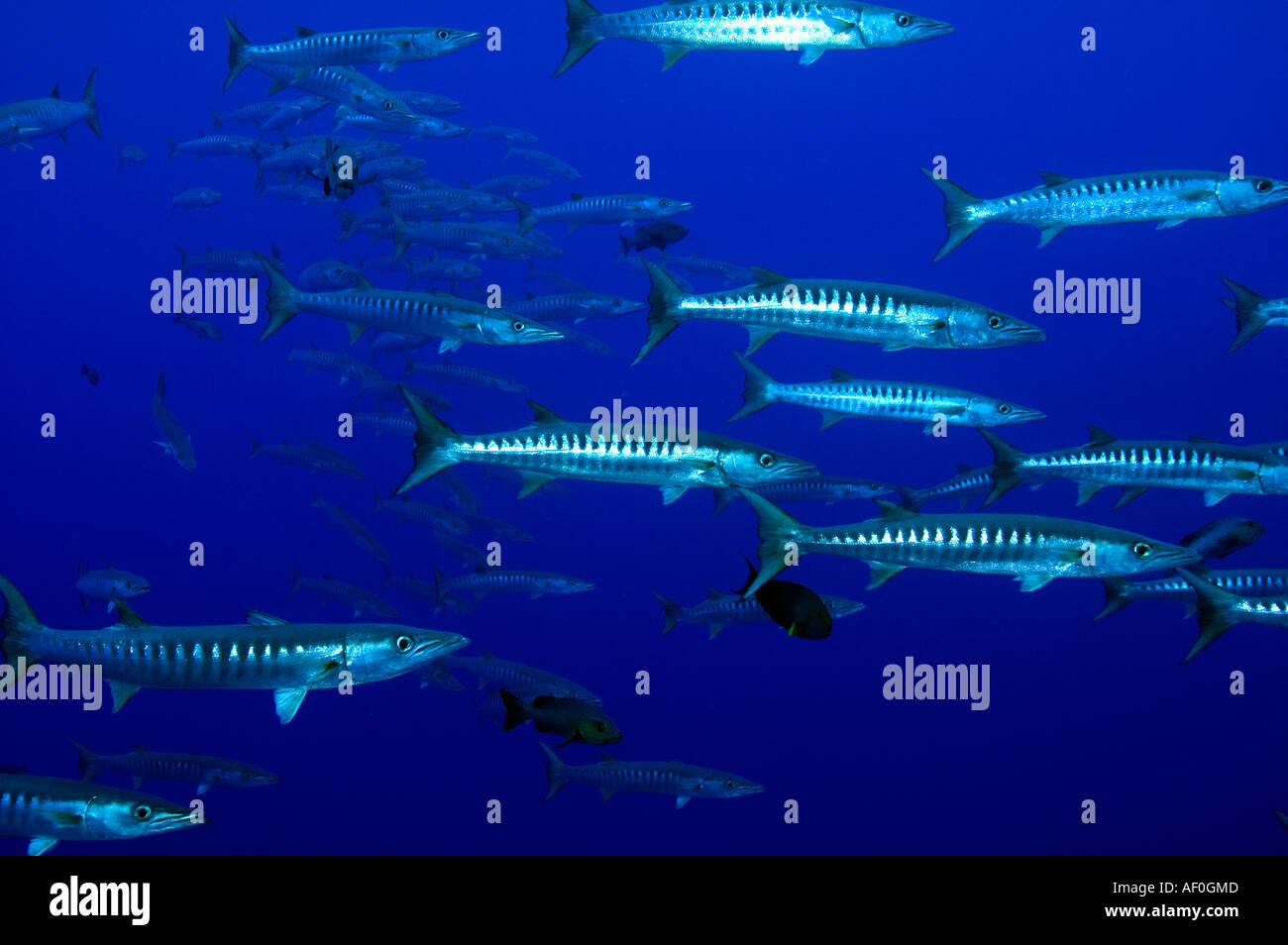 Blackfin barracuda Sphyraena qenie Kingman Reef Foto Stock