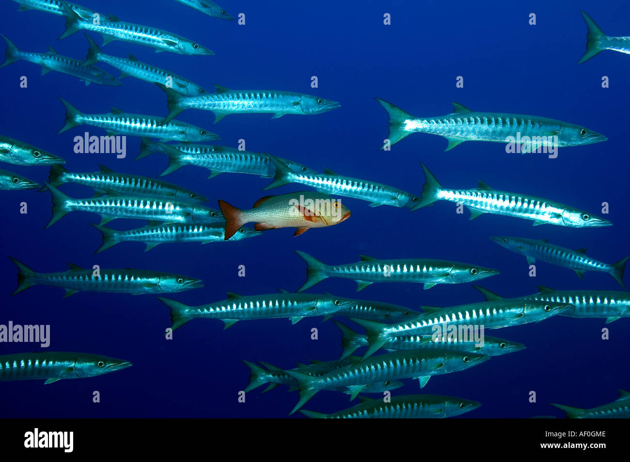 Blackfin barracuda Sphyraena qenie Kingman Reef Foto Stock