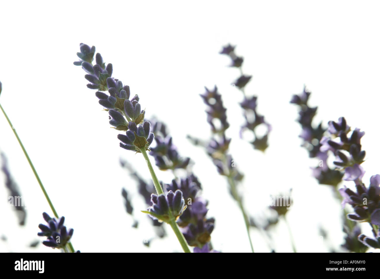 Giardino estivo dettaglio in formato orizzontale compreso viola heather fiori Foto Stock