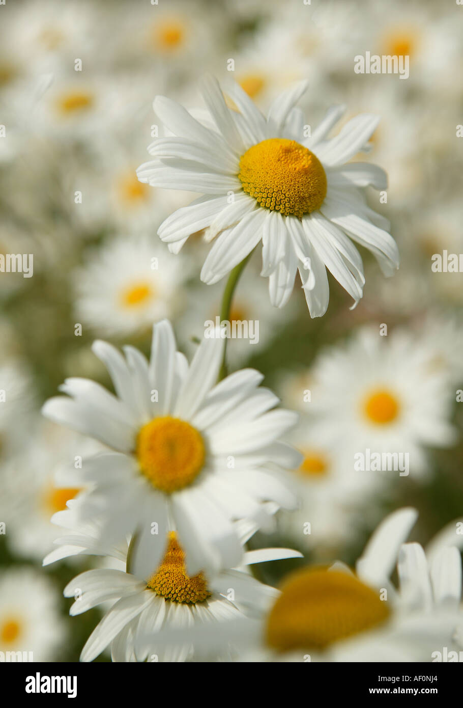Il parco in fiore a inizio estate compresi grandi intitolata daisy s con grande giallo teste di seme e pettals bianco Foto Stock