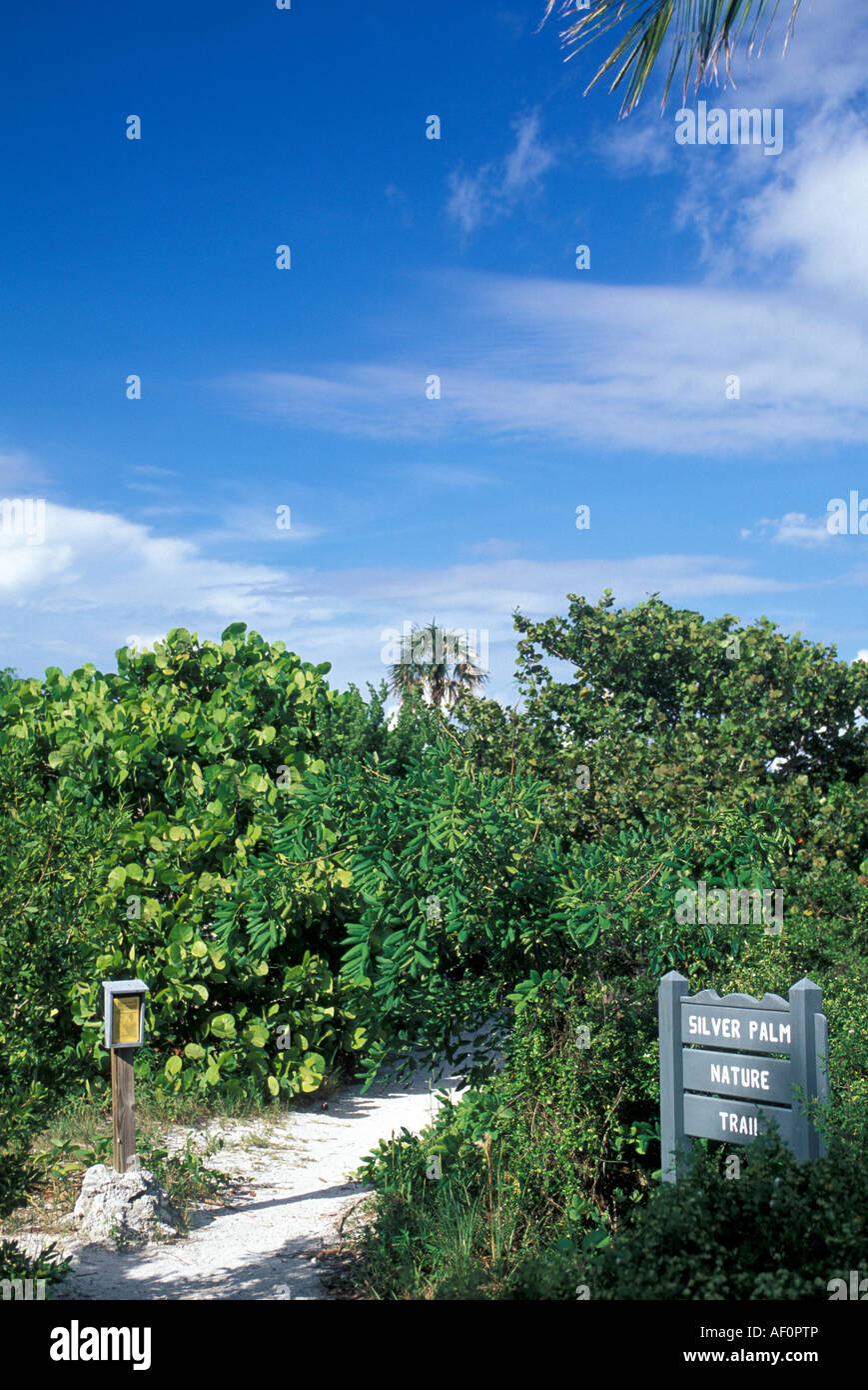 Bahia Honda Silver Palm Sentiero Natura dello stato della Florida Park Florida Keys Foto Stock