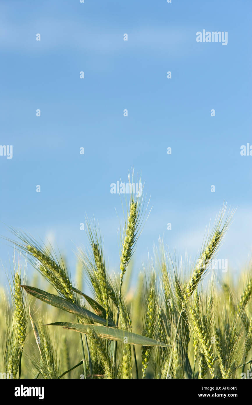 Grano verde contro un cielo blu, Oregon Foto Stock