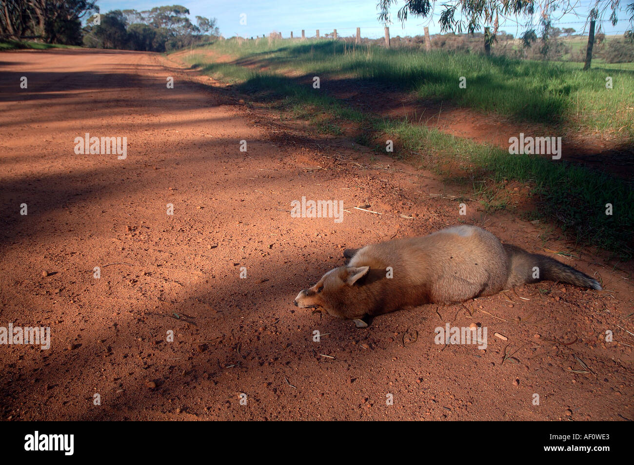 Roadkill morti feral fox sulla strada di campagna vicino al bosco Dryandra Australia Occidentale Foto Stock