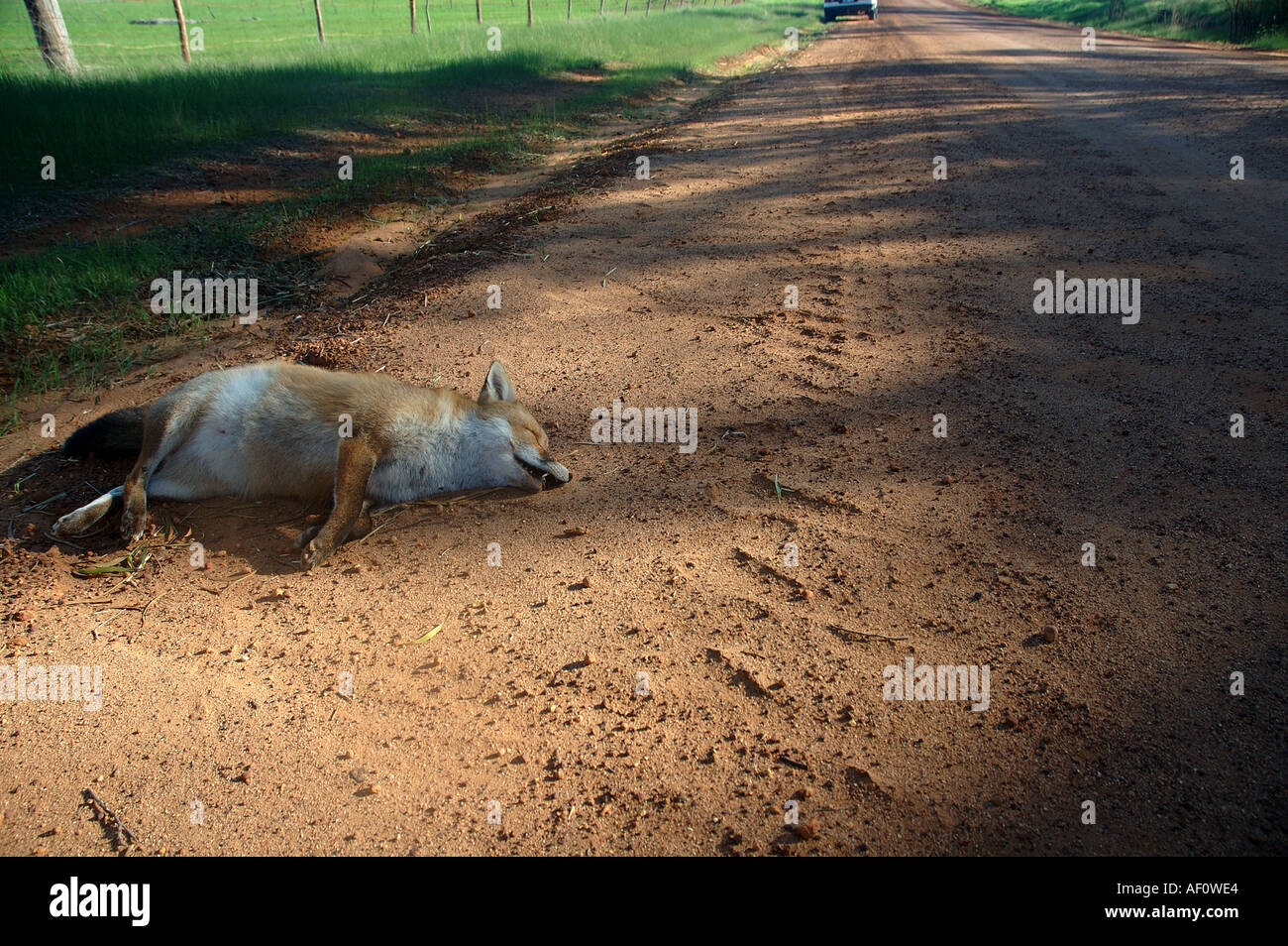 Roadkill morti feral fox sulla strada di campagna vicino al bosco Dryandra Australia Occidentale Foto Stock