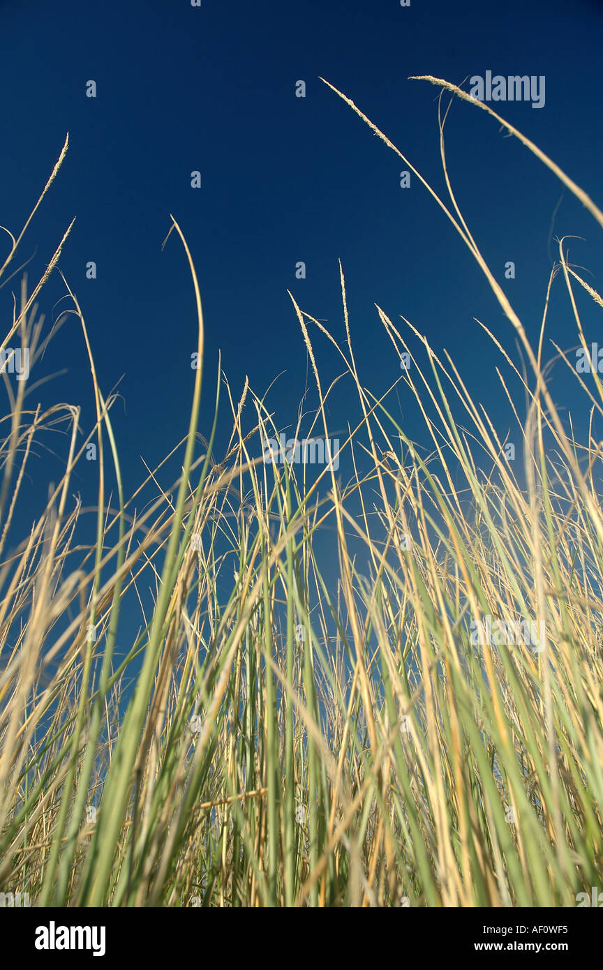 Guardando in alto attraverso erba lunga al cielo blu Foto Stock