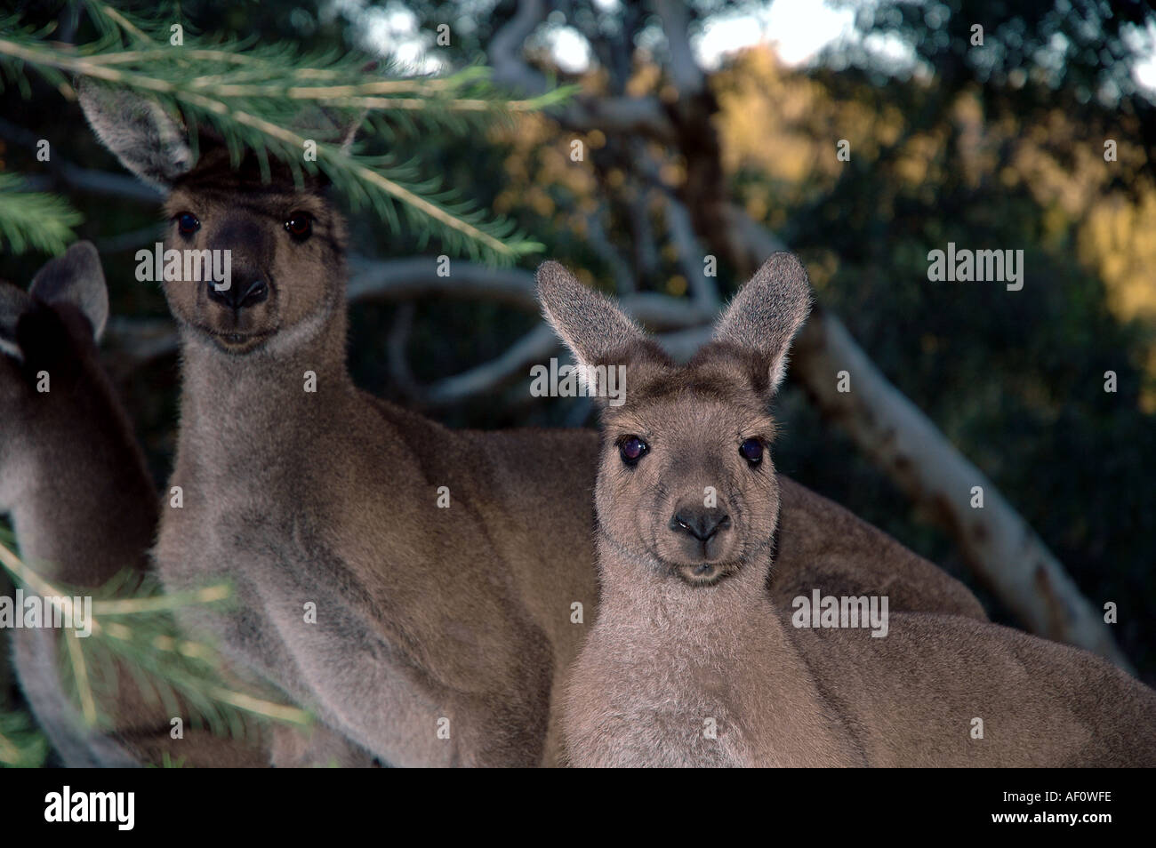 Folla di grigio occidentale canguri Macropus fuliginosus John Forrest Parco Nazionale di Darling Ranges Perth Western Australia Foto Stock