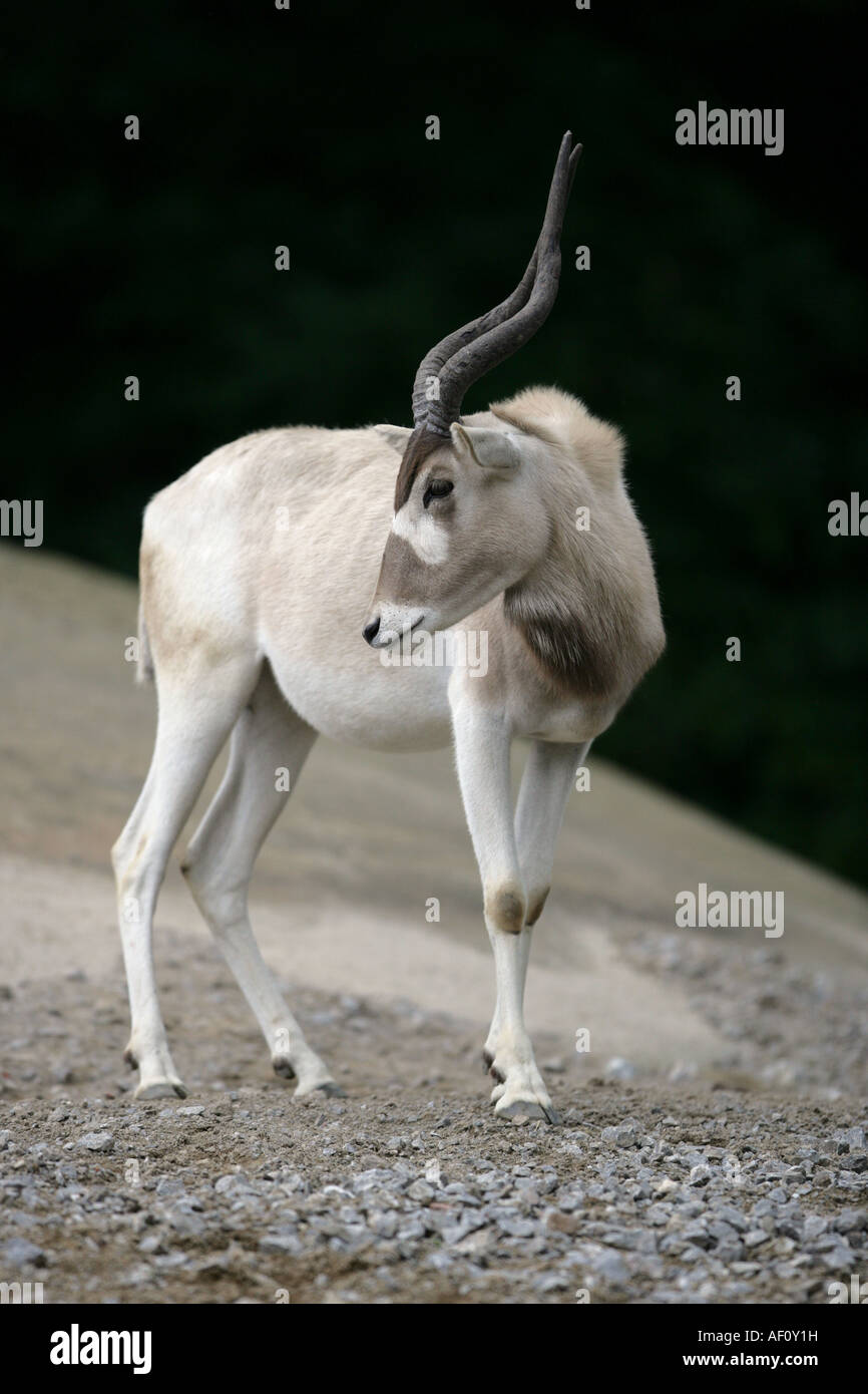 Addax - antilope Addax nasomaculatus Foto Stock