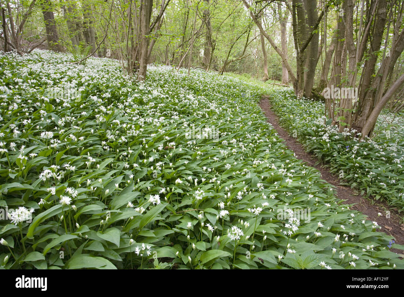 Un sentiero attraverso un bosco di Cotswold in primavera a Lineover legno, vicino Dowdeswell, Gloucestershire Foto Stock