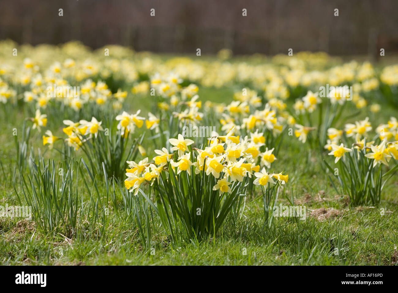 Un prato primaverile di narcisi (Narcissus pseudonarcissus) a nord di Dymock Wood, Gloucestershire UK Foto Stock