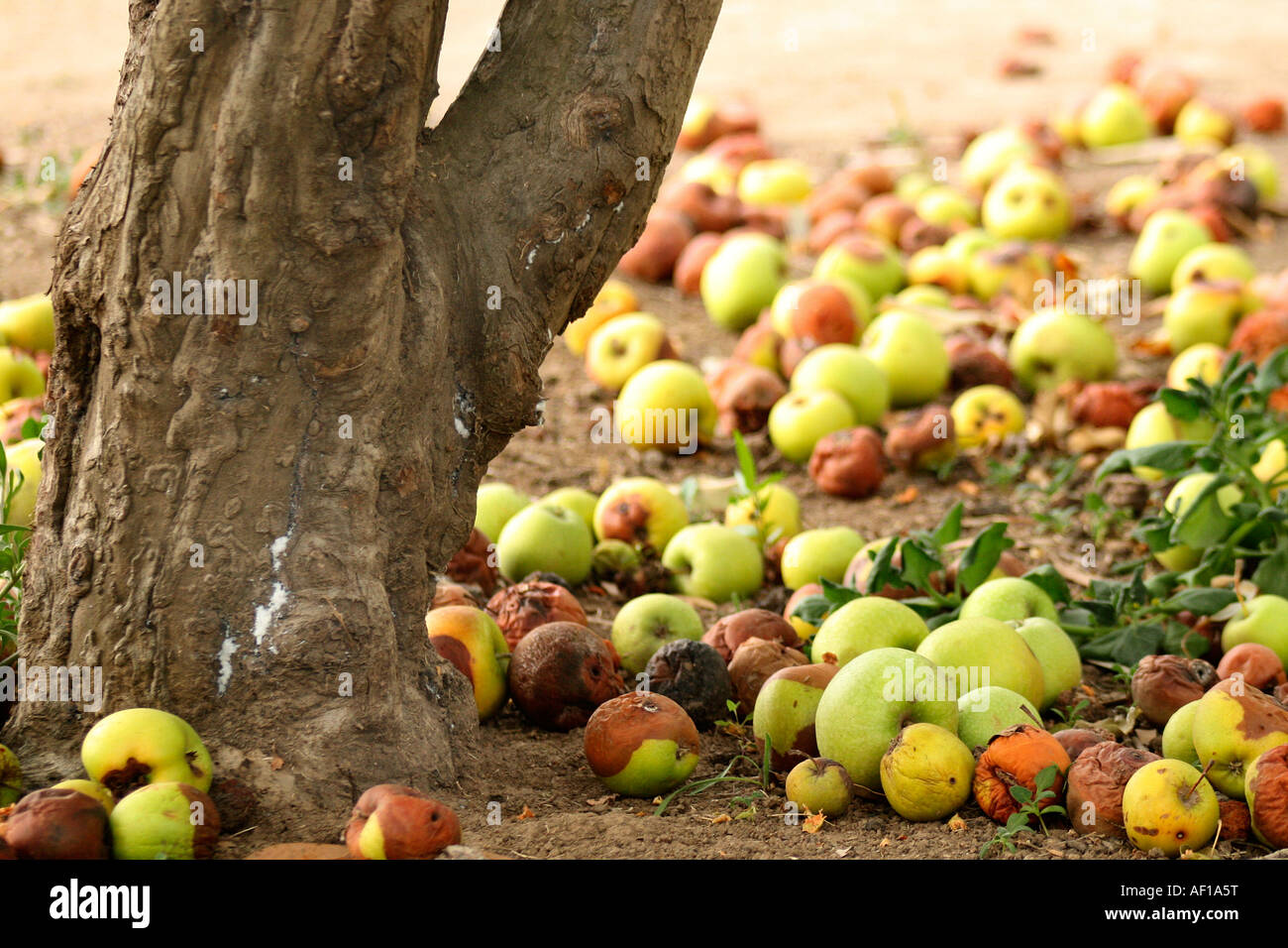 Mele marciume sul terreno da parte della struttura ad albero Foto Stock