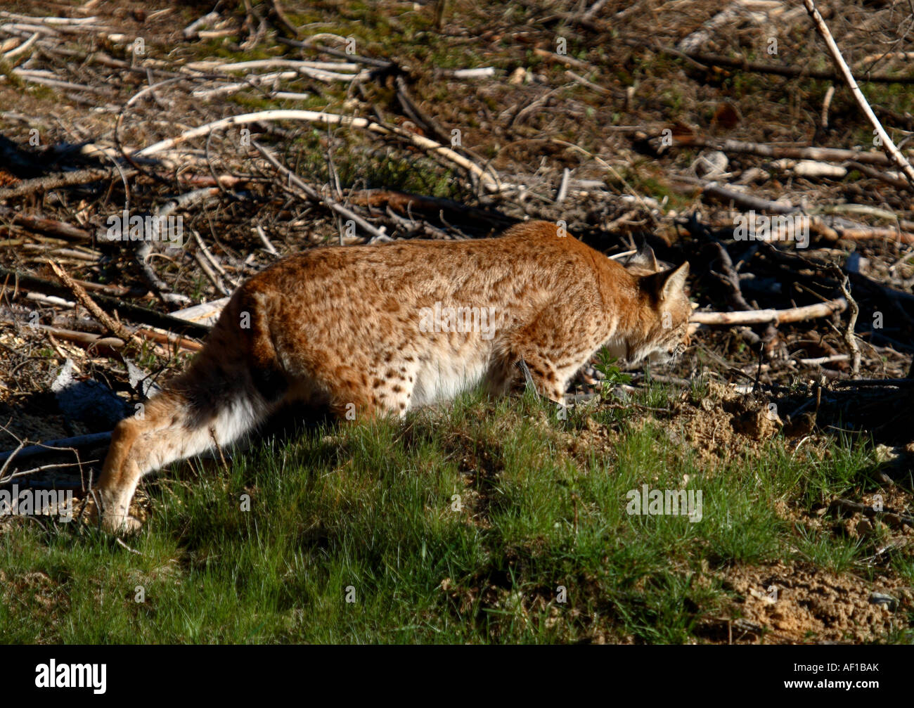 Lince euroasiatica stalking Foto Stock