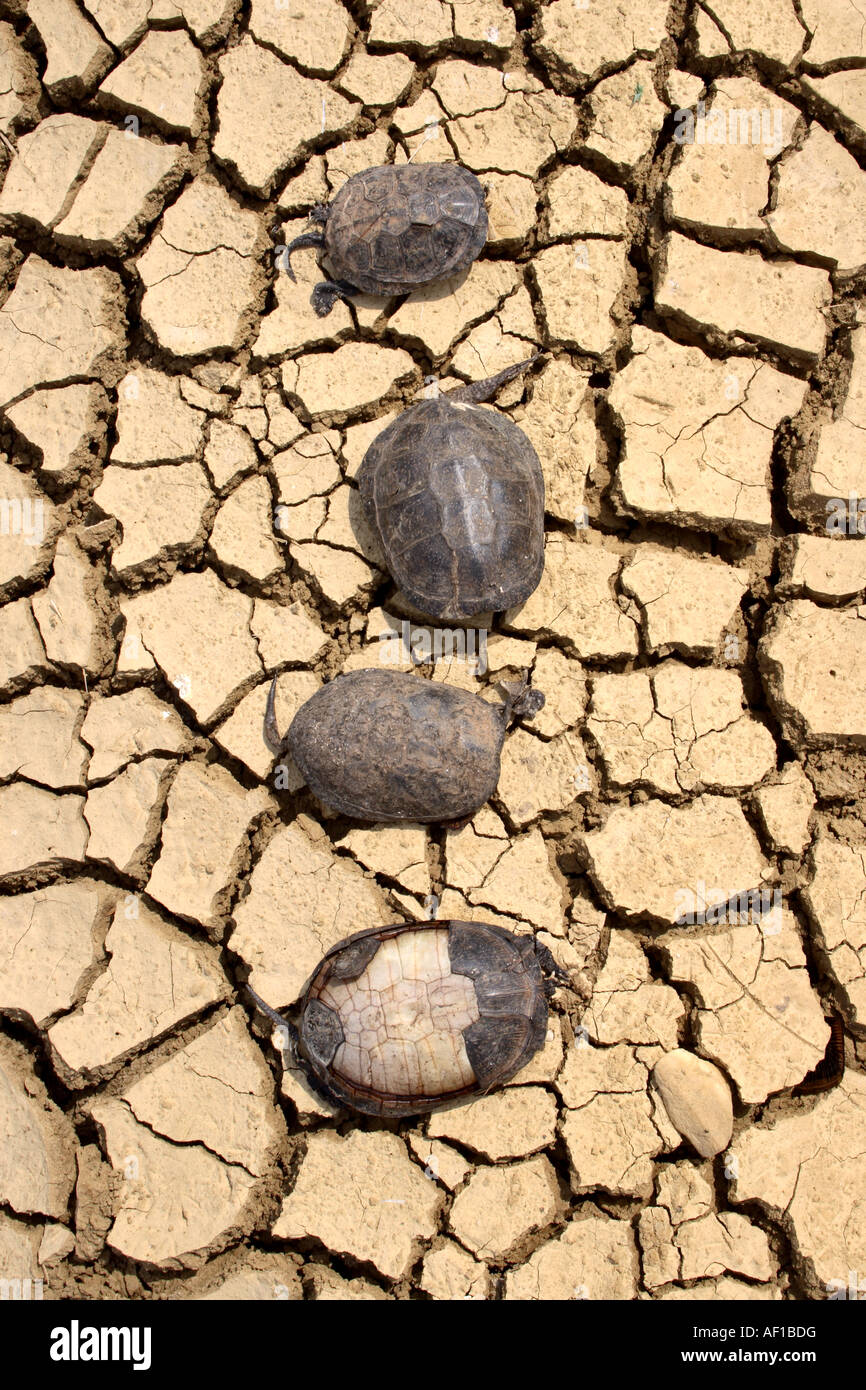 Terrapins morto sulla terra asciutta Foto Stock