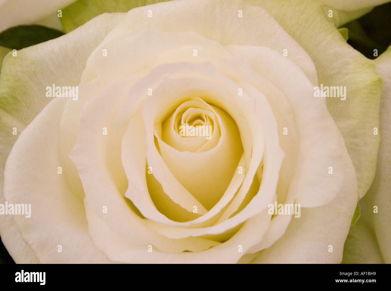 White Rose close up Foto Stock