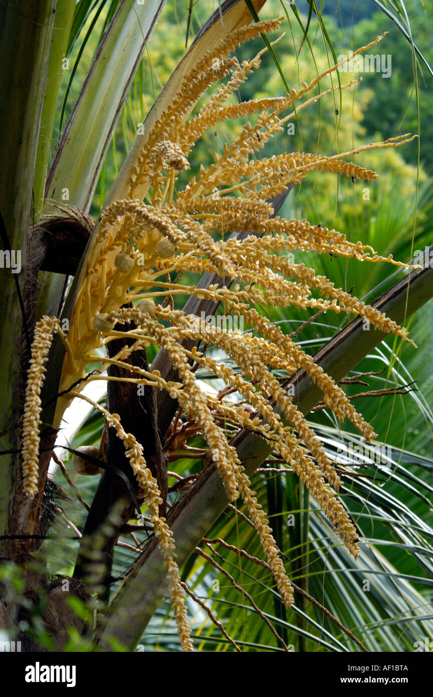 THENGIN POOKKULA fiori della palma da cocco, simbolo di prosperità Foto Stock