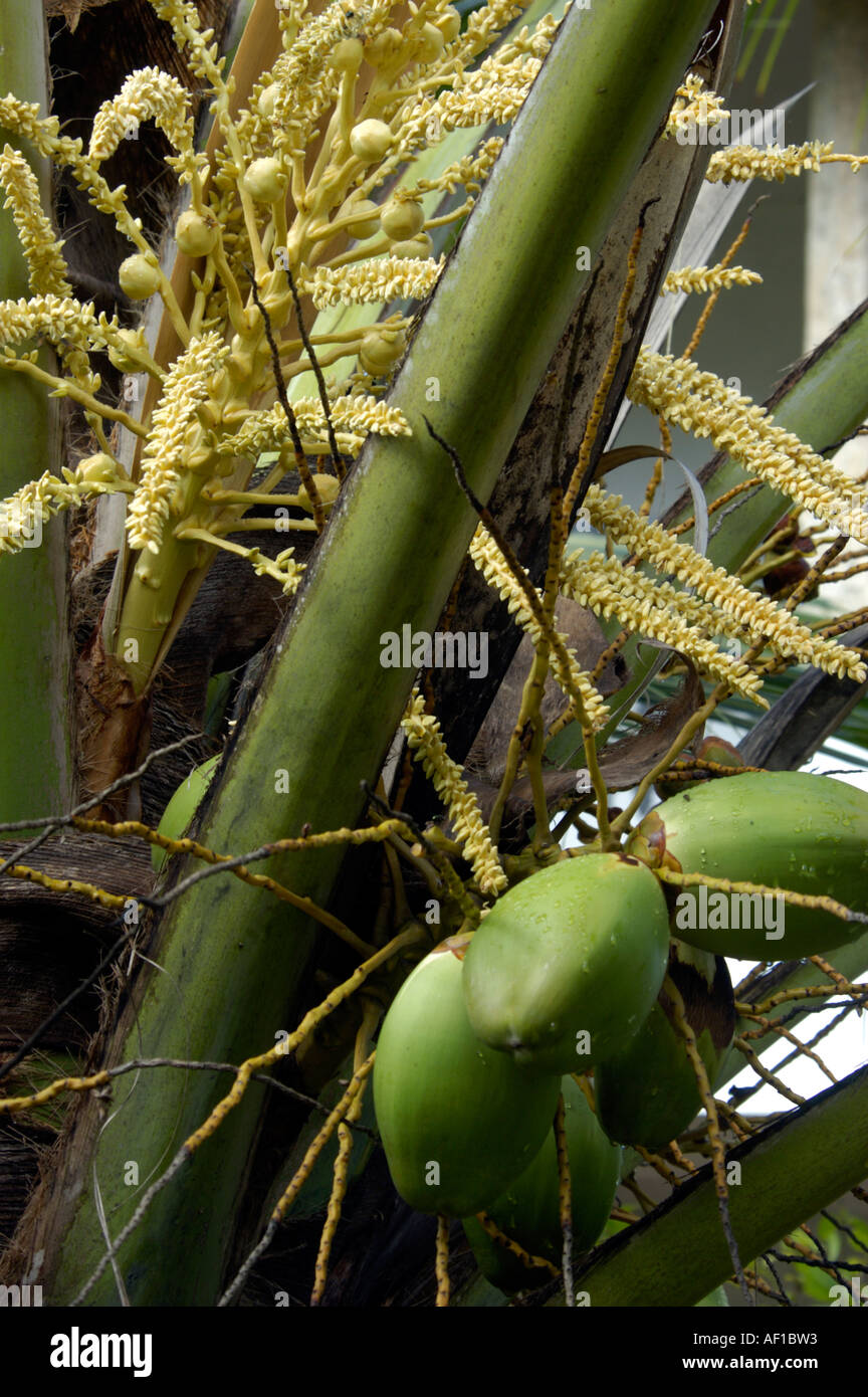 THENGIN POOKKULA fiori della palma da cocco, simbolo di prosperità Foto Stock