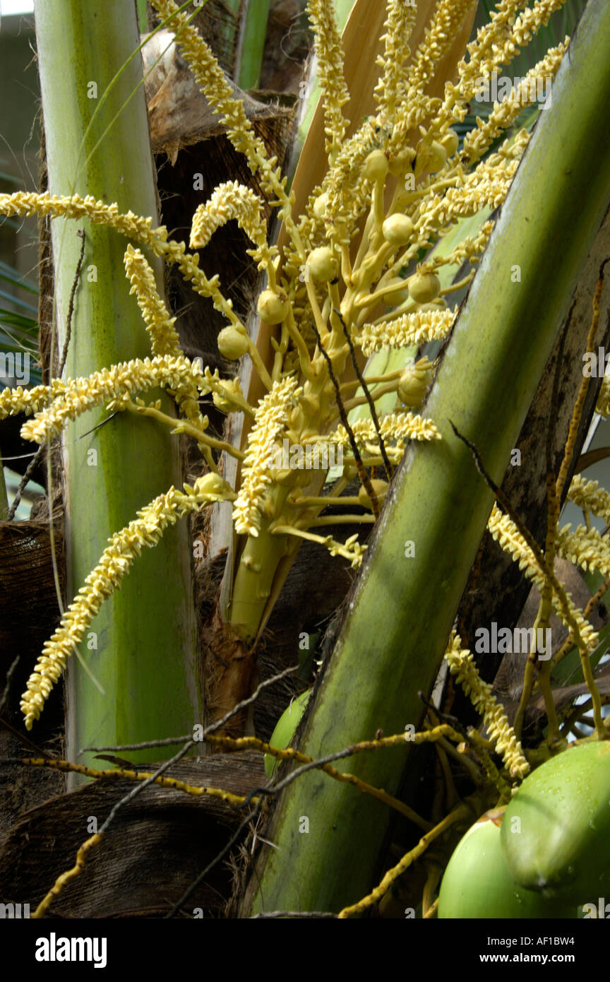 THENGIN POOKKULA fiori della palma da cocco, simbolo di prosperità Foto Stock