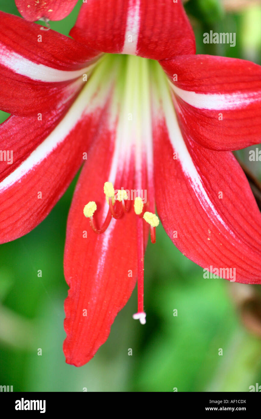 Rosso brillante e fiore bianco in piena fioritura Foto Stock