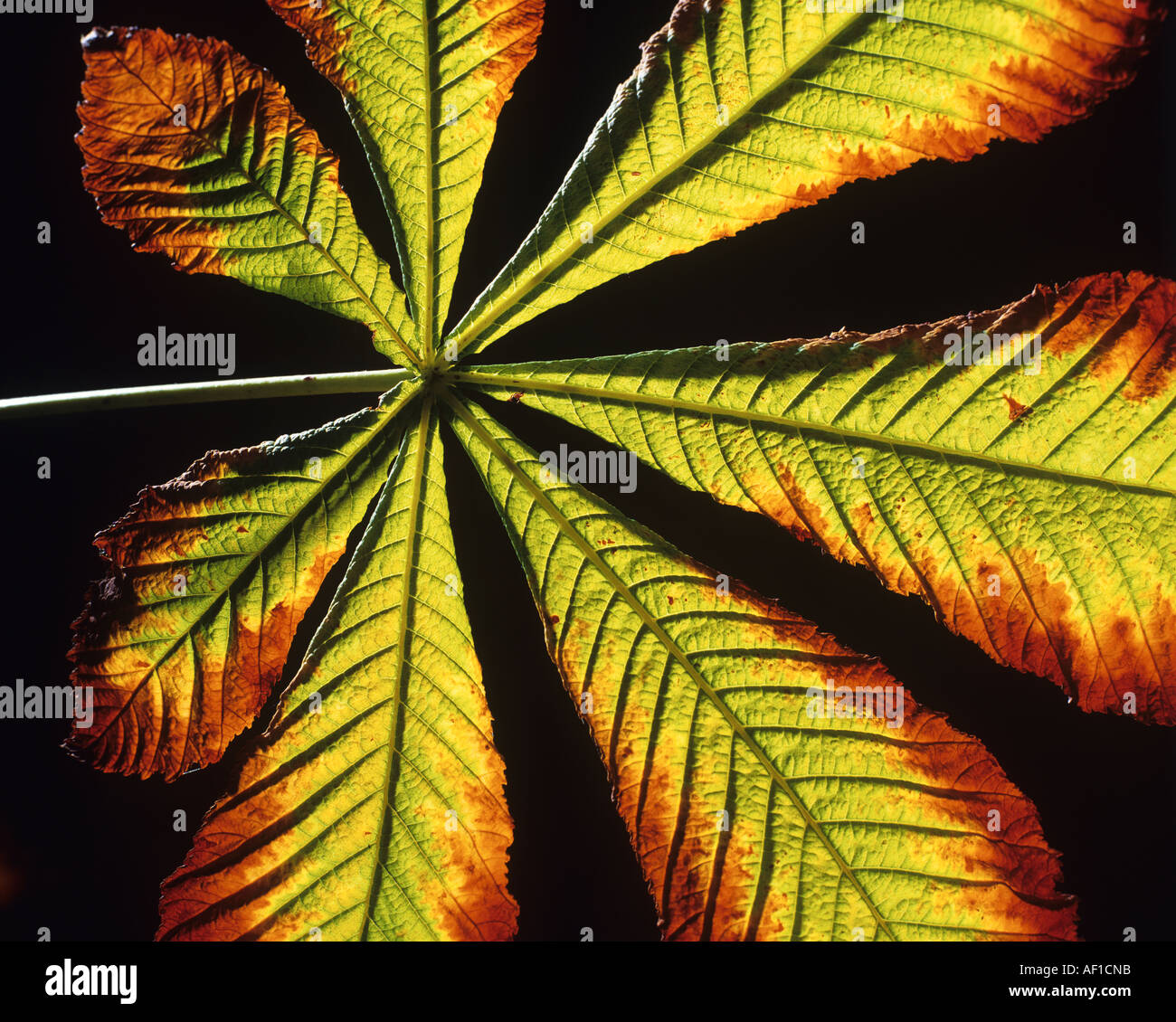 Ippocastano foglie Foto Stock