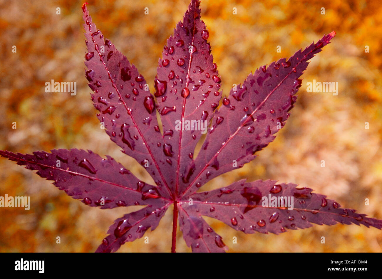 Acer foglia in primo piano in autunno Foto Stock