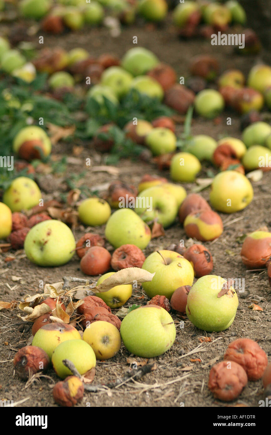 Mele cadute Foto Stock