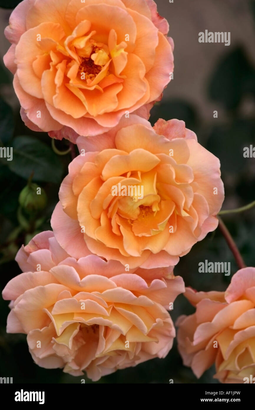 Rose colorate di albicocca (varietà sconosciuta) in piena fioritura Foto Stock