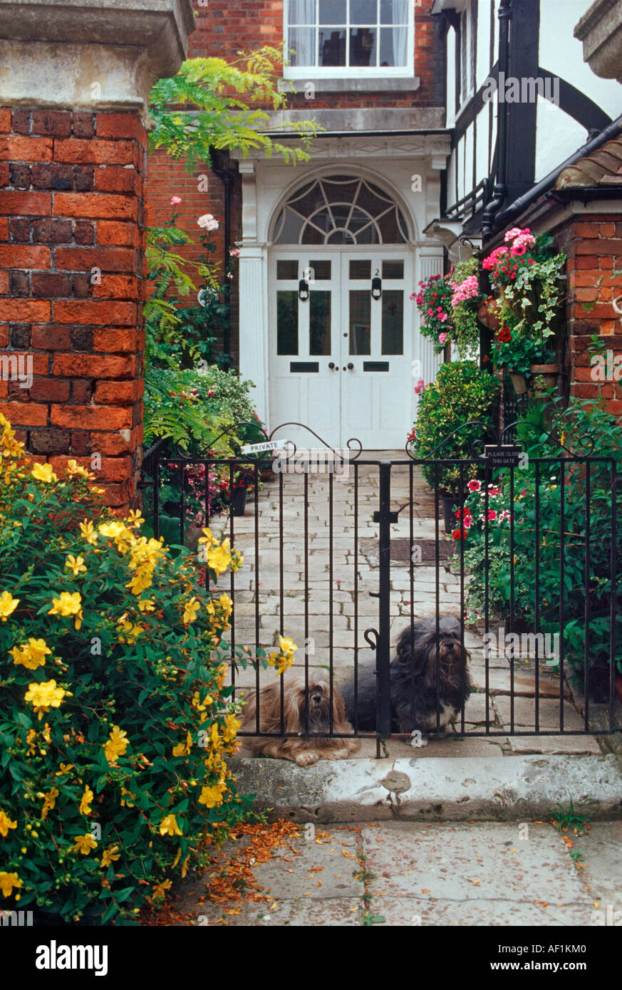 Due cani in attesa di un gate in Rye Sussex Foto Stock