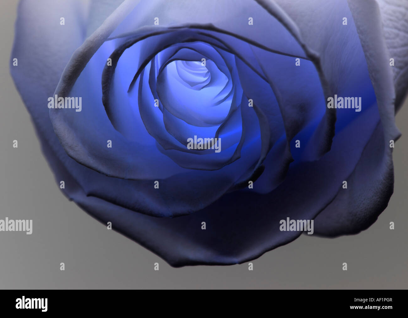 Un impressione di una Rosa Blu Foto Stock