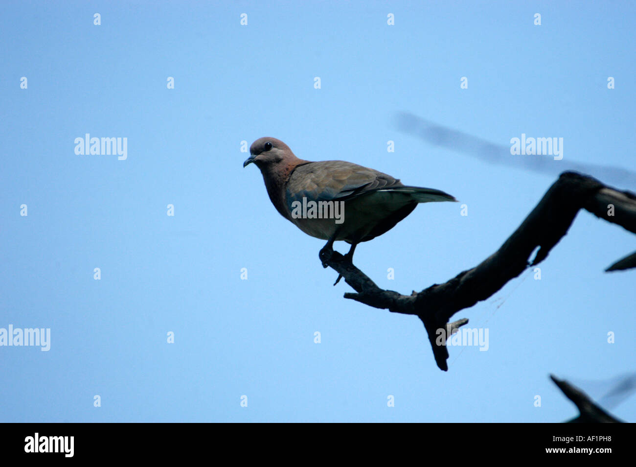 Poco colomba MARRONE IN BHARATPUR Bird Sanctuary RAJASTHAN Foto Stock