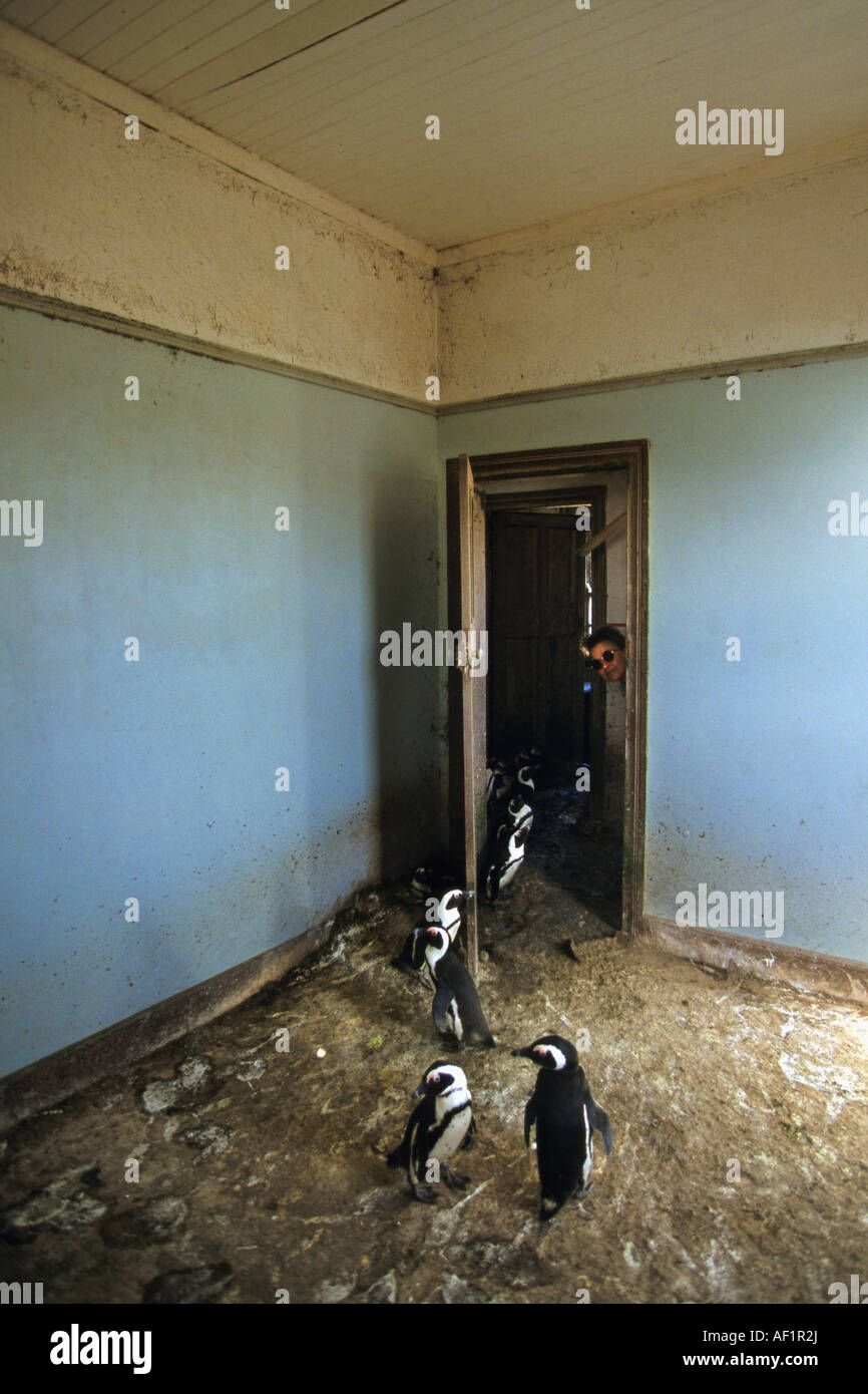 La Namibia Halifax isola vicino a Luderitz. I pinguini Jackass speniscus demersus in camera con donna sbirciando attraverso la porta Foto Stock