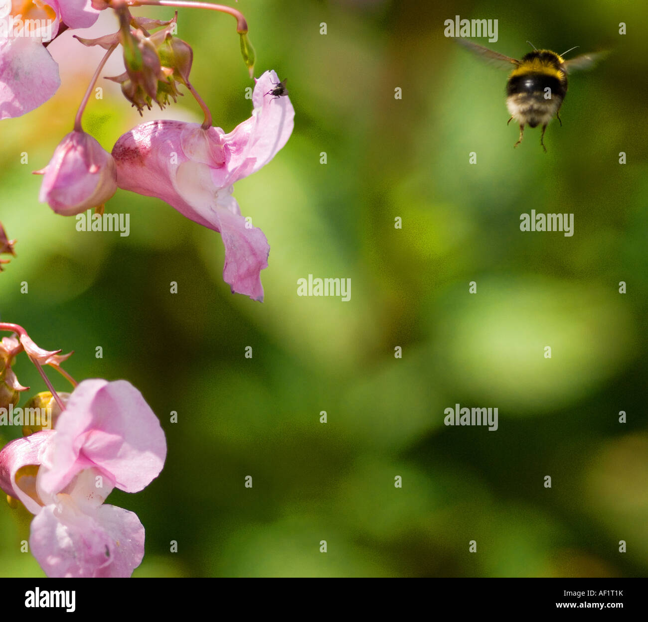 Close up di Bee lasciando Himalayan Marsh Balsam fiore dopo la raccolta di nettare Foto Stock