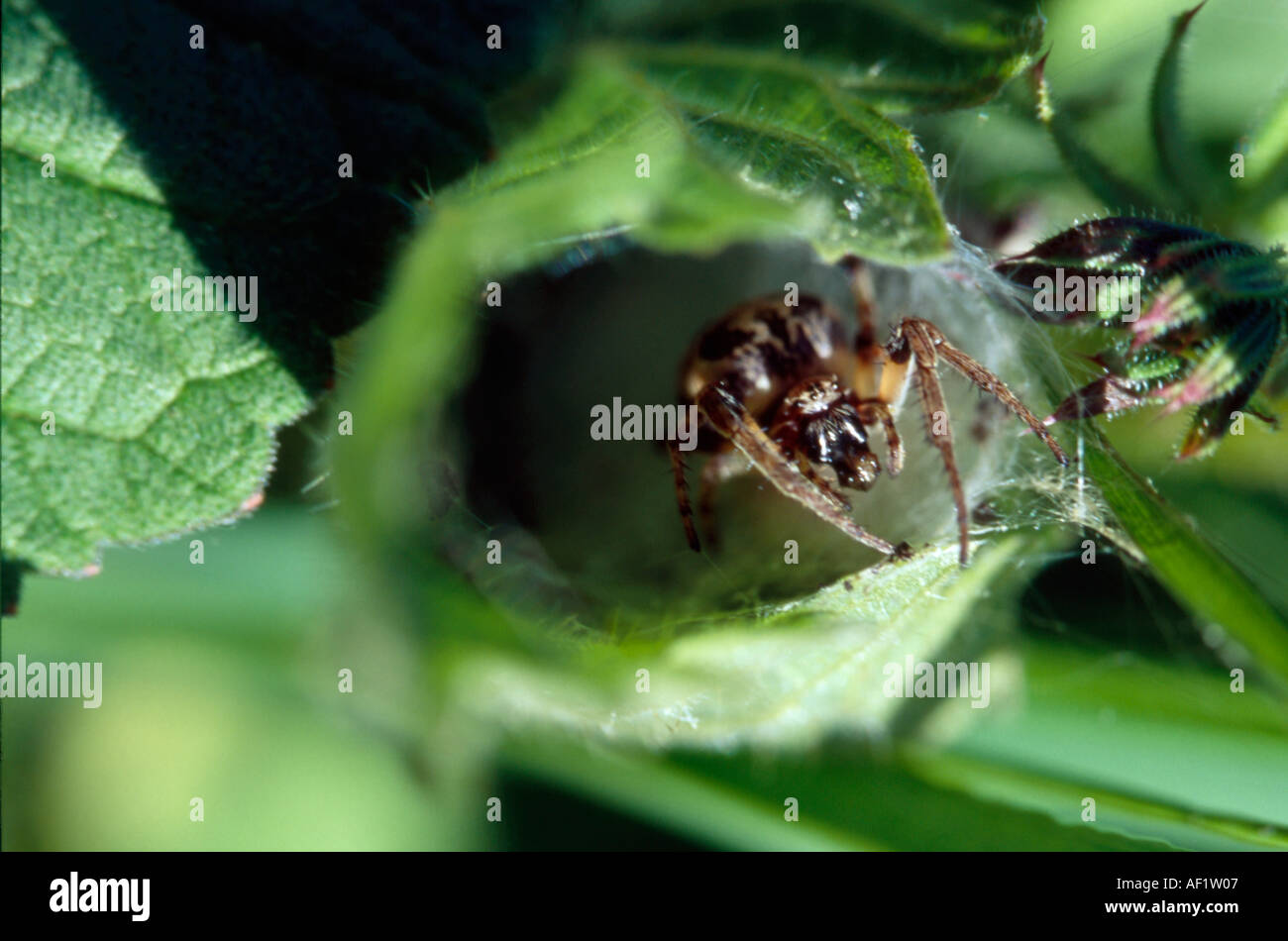 Una piccola spider costruisce un nascondiglio tramite web per legare una foglia in un loop Foto Stock