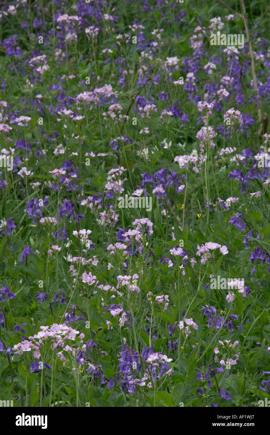 Signora Smock cardamine pratensis e Bluebells Endimione non scriptus in fiore bosco ceduo Kent England Foto Stock