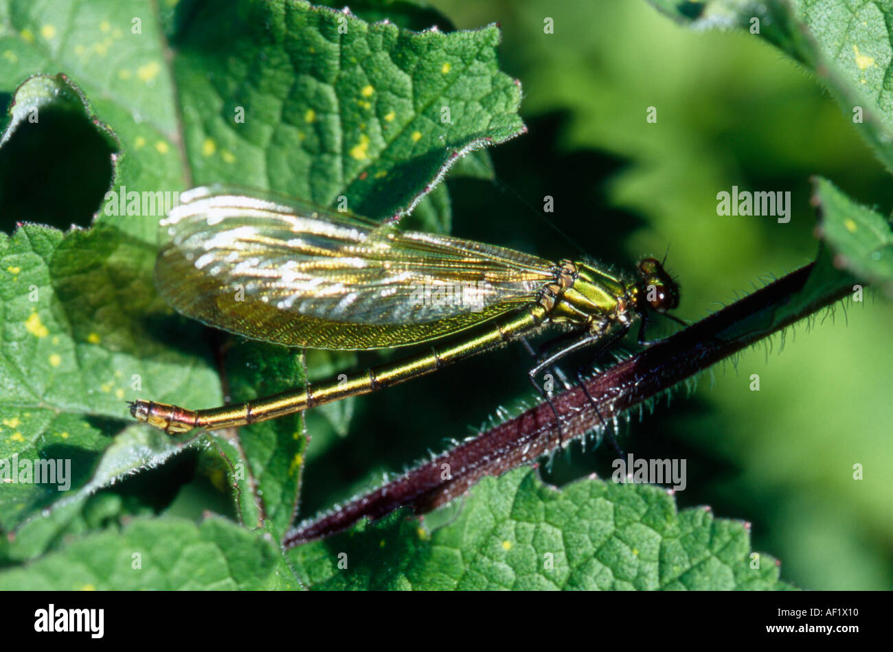 Un irridescent verde e oro fanciulla fly poggia su un rovo stelo Foto Stock