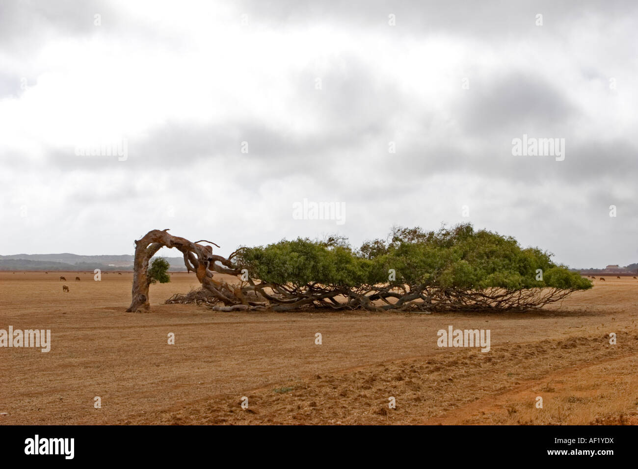 Uno stanco di albero in Australia Occidentale Foto Stock