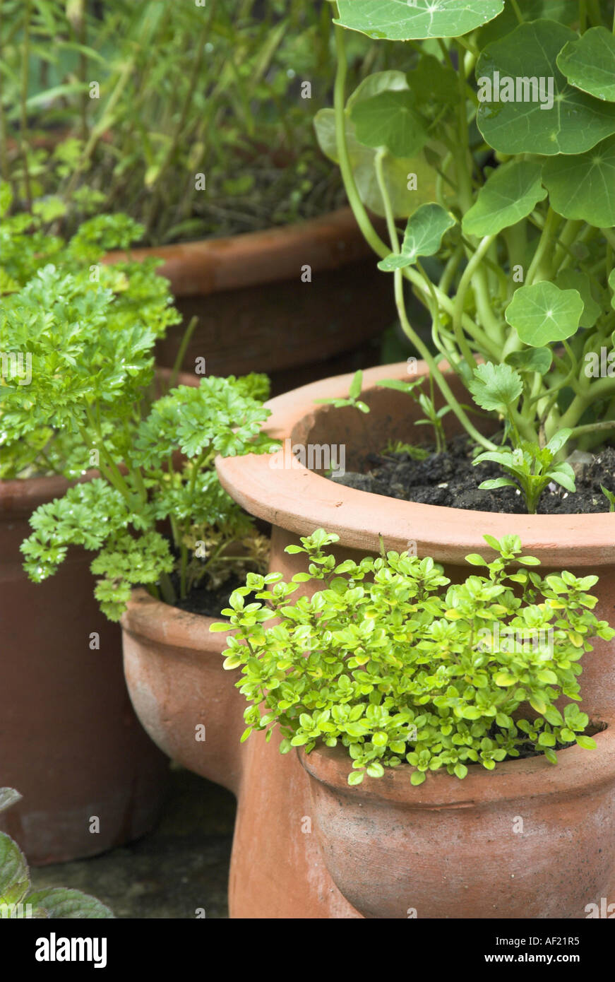 Varie erbe in vasi di terracotta sul giardino patio Norfolk può Foto Stock