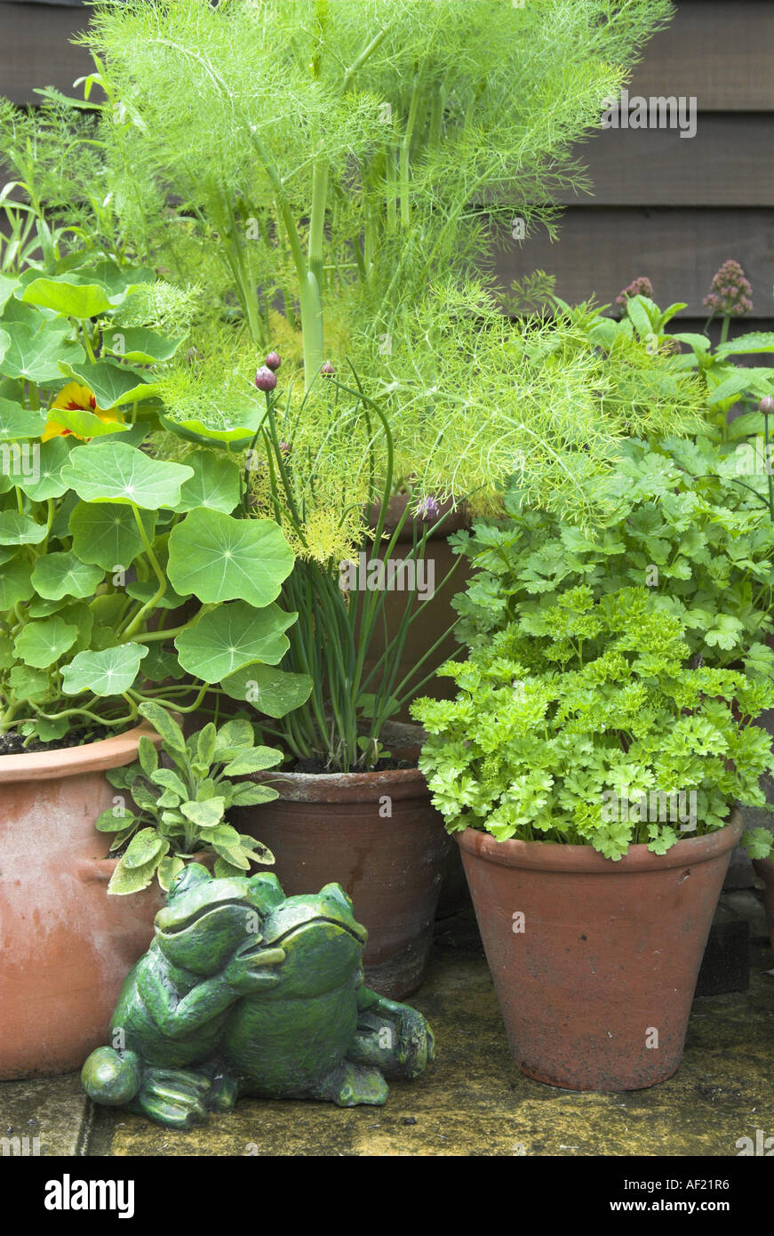 Varie erbe in vasi di terracotta su un giardino patio con una comica rane ornamento Norfolk può Foto Stock