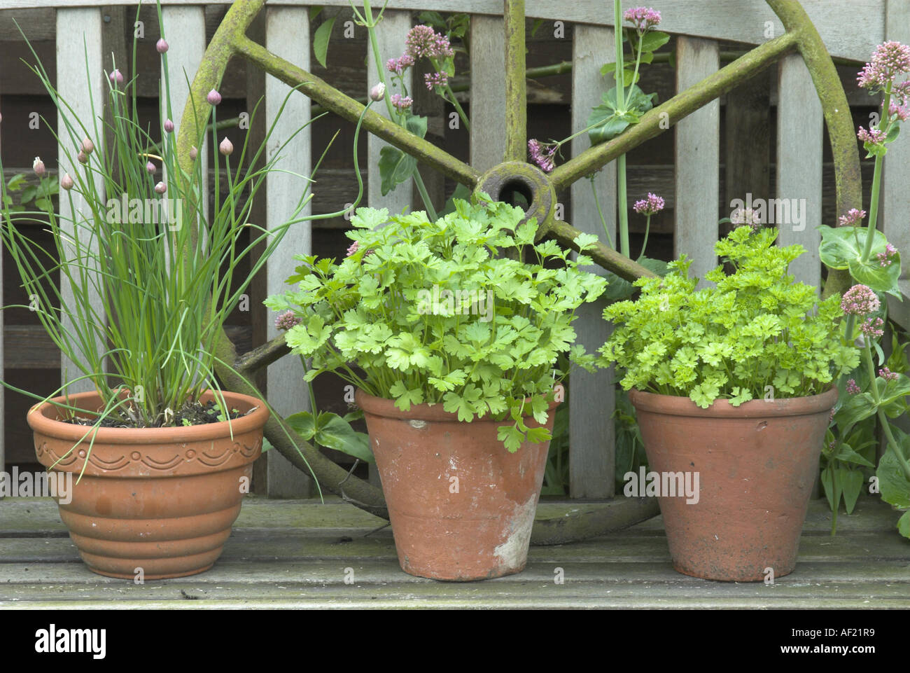 Varie erbe in vasi di terracotta sulla panchina da giardino con ruote rustica includono Norfolk può Foto Stock