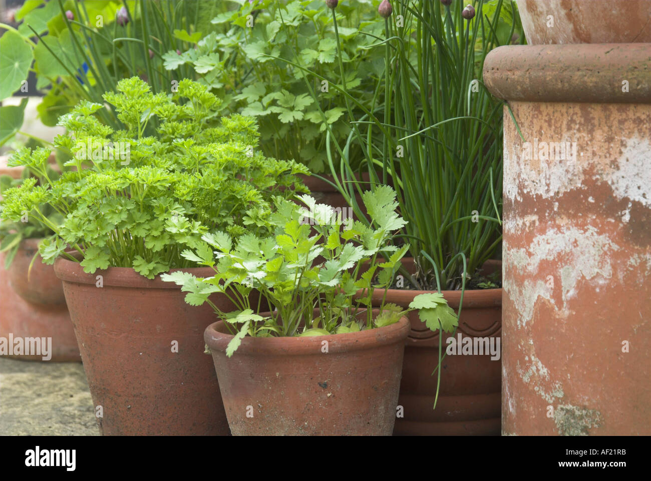 Varie erbe in vasi di terracotta sul giardino patio NORFOLK REGNO UNITO può Foto Stock