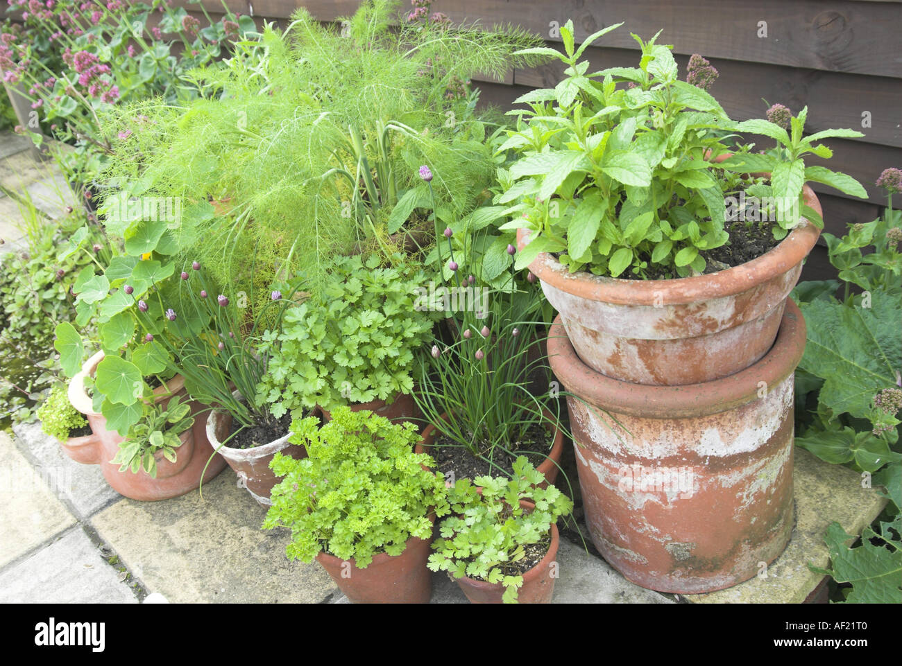 Varie erbe in vasi di terracotta sul patio giardino può NORFOLK REGNO UNITO Foto Stock