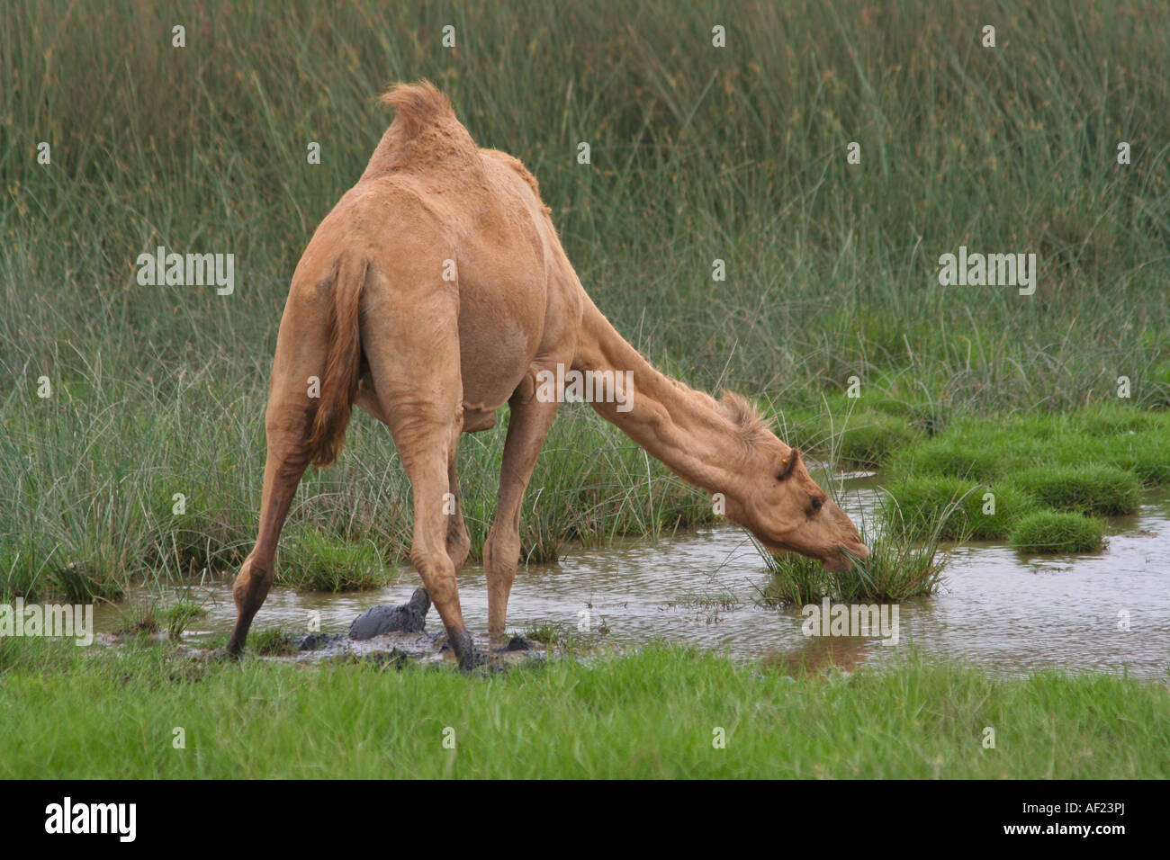 Cammello in piedi in acqua di alimentazione durante il Kharif o Estate monsone sud Salalah Oman Foto Stock